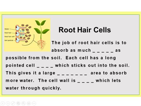 Animal and plant cells labelled diagram. Specialised cells - KS3 Low Ability | Teaching Resources