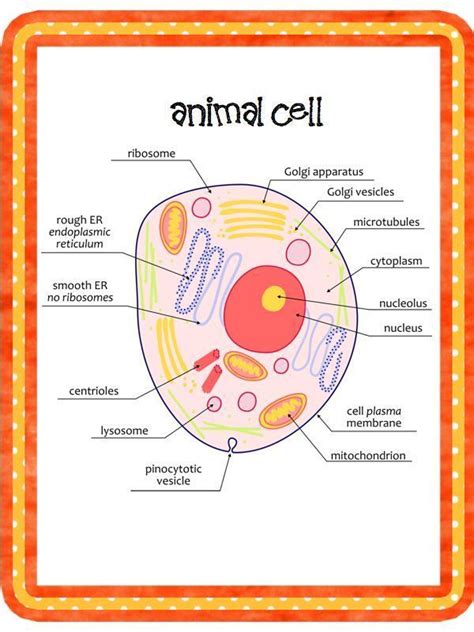 Maybe you would like to learn more about one of these? Image result for 3d plant cell model styrofoam ball ...