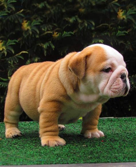 Baby Bulldogs For Sale In Michigan - Pets Ideas