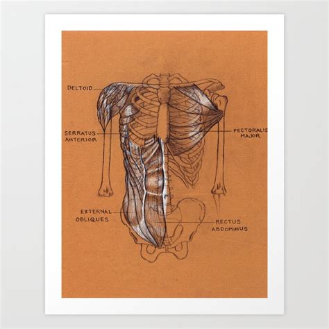 Understanding the human body, interior as well as exterior, is essential. Torso Anatomy Drawing at PaintingValley.com | Explore ...