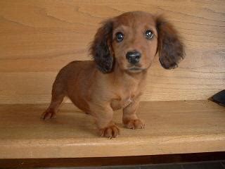 Washington dachshunds, dachshund puppies, mcmillans doxies, washington state oregon dachshund doxies puppies, champion akc registured, mini dachshunds uk, show, washington dachshunds, miniature dachshunds, smooth hair, longhair, cream, blue and tan, isabella, english. Cute Puppy Dogs: long haired miniature dachshund puppies