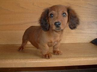 Washington dachshunds, dachshund puppies, mcmillans doxies, washington state oregon dachshund doxies puppies, champion akc registured, mini dachshunds uk, show, washington dachshunds, miniature dachshunds, smooth hair, longhair, cream, blue and tan, isabella, english. Cute Puppy Dogs: long haired miniature dachshund puppies