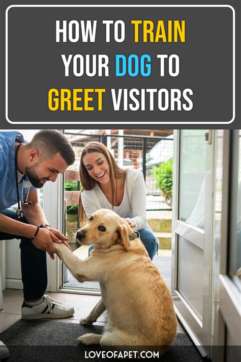 How to prepare your dog before training? How to Train Your Dog to Greet Visitors: Methods & Tips ...