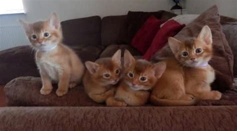 356 likes · 7 talking about this. Abyssinian Cats For Sale | Oregon City, OR #108223