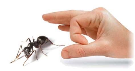 Your complete pest control solution. Hire Ants Control Services In WA To The Best Benefits