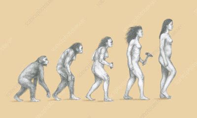 Human Evolution - Stock Image - C011/9147 - Science Photo Library