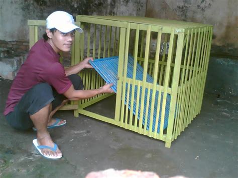 Dengan memilih anak ayam yang berkualitas bagus tentunya akan menghasilkan ayam bangkok dewasa yang selain berat badan ukuran ayam kecil dan ayam dewasa memiliki porsi yang berbeda. jual kandang ayam