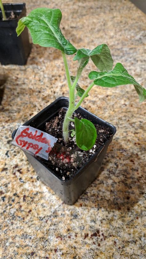 Growing from seed, making a garden. Pin by Nanelle Jones-Sullivan on Dwarf Tomato plants ...