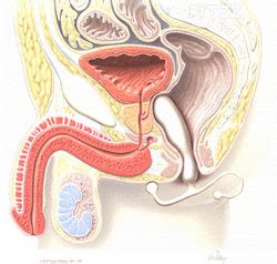 Because the prostate produces part of the fluid that exits a man's body when he ejaculates, it can be massaged to produce and orgasmic effect. Top 5 vibrating prostate massagers