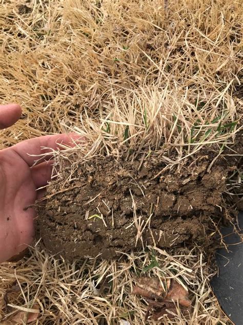 For cool season grasses such as kentucky bluegrass, ryegrass and fescue, dethatching is best done in late august to early october. Dethatching Dead Grass Blades - The Lawn Forum