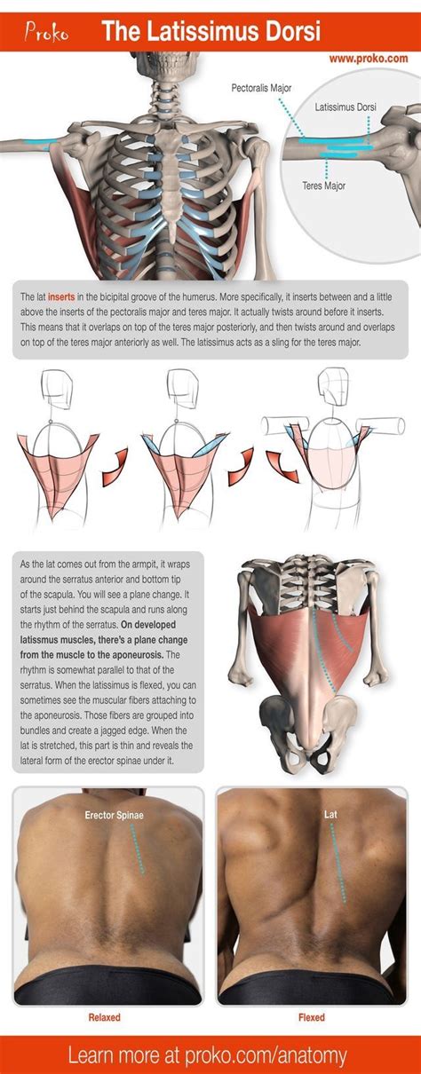 If you'd like to support us and get something great in return, check out our osce checklist booklet containing over 120 osce checklists in pdf format. Pin by Frozaar on Figure drawings - MALE | Anatomy ...