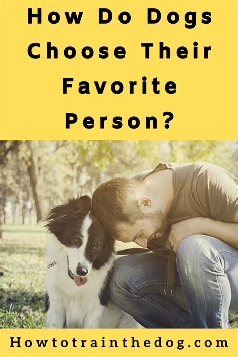 He was a crazy beast back then, and i was the one that ran with him twice a day, trained him multiple times a day, and filled his food bowl. How Do Dogs Choose Their Favorite Person? Find Out Here ...