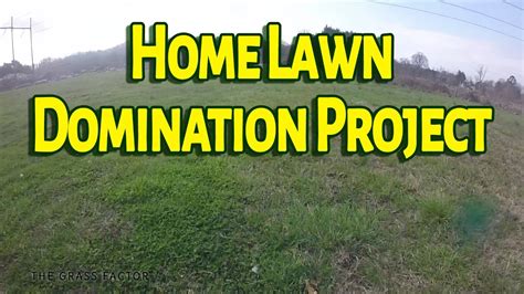 Chewings fescue grows well in sandy soils and is drought resistant. Home Lawn Domination Project - Fescue, Weeds to Pristine ...