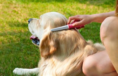 This brush features two convenient sides, which makes it unique compared to other similar products. How To Groom A Dog With Long Hair Using A Brush - 2020 ...