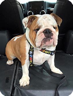 Chicago english bulldog rescue serves illinois, chicago, indiana, and wisconsin. Chicago, IL - English Bulldog. Meet Madeline a Pet for ...