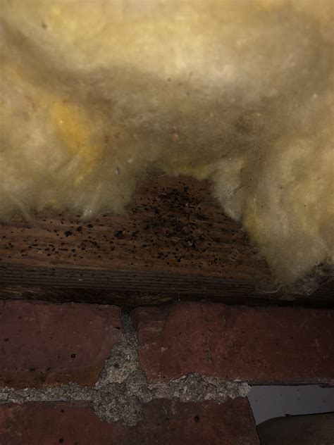 Camel back crickets are attracted to properties that offer a cool, dark, and damp environment for them to live in. are these black spots roach droppings? : pestcontrol