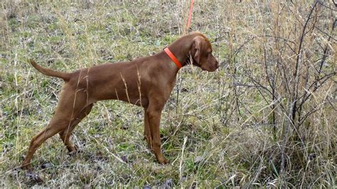 Puppies are available in our breeder network. Pin on Gun Dogs