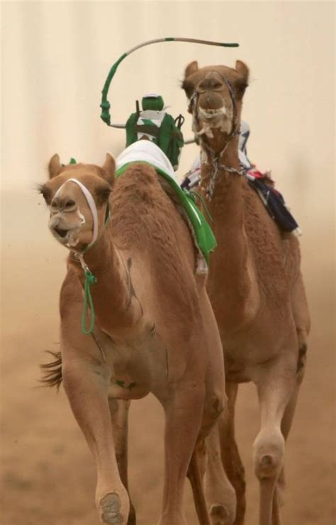 Though there was much controversy over human rights and treatment of animals, this emirati tradition h. Gallery: Camel Racing In Dubai