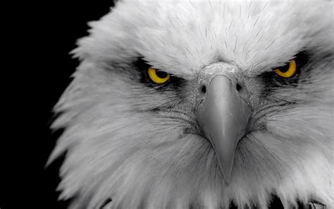 Search free eagle bird wallpapers on zedge and personalize your phone to suit you. bald, Birds, Eagles Wallpapers HD / Desktop and Mobile Backgrounds