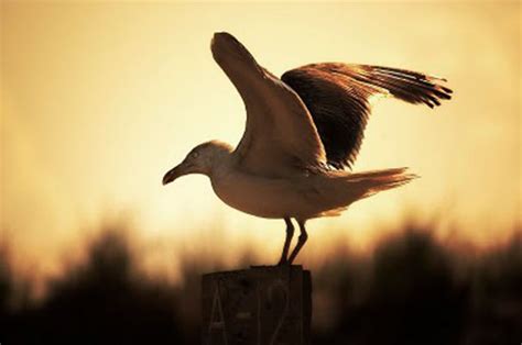 Jonathan livingston seagull), es una fábula en forma de novela escrita por el escritor estadounidense richard bach sobre una gaviota y su aprendizaje sobre la vida y el vuelo. Juan Salvador Gaviota - Cine Metafisico