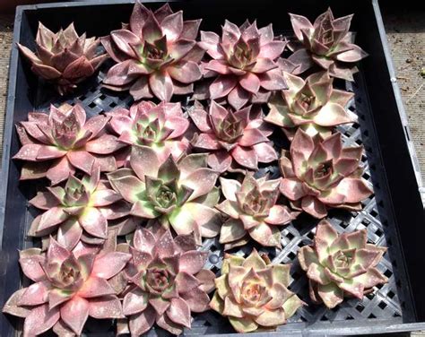 Echeveria agavoides, or lipstick echeveria, is a species of flowering plant in the family crassulaceae, native to rocky areas of mexico, notably the states of san luis potosí, hidalgo, guanajuato and durango. San Marcos Growers > Products > Plants > Another Image