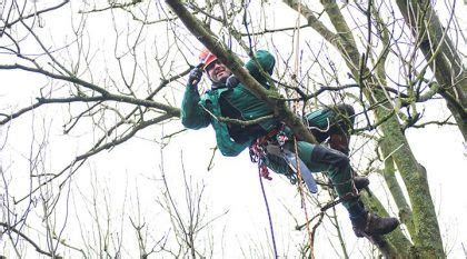 Artenschutzrechtliche belange sind zu beachten; Starke Wurzeln - gesunde Blätter | Baum, Obstbaumschnitt ...