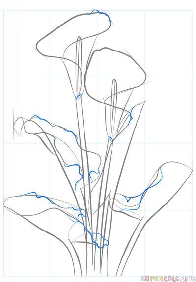 Lastly, draw the thick, hearty stem of the calla lily like so, and then clean up the sketch freeing it from mistakes. How to draw a calla lily step by step. Drawing tutorials ...