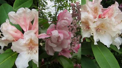 Den rhododendron findet man nicht nur in öffentlichen parkanlagen, sondern auch in vielen gärten. Rhododendron blüht wieder - YouTube