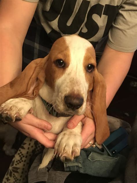 Physical features of a basset hound. Basset Hound Puppies For Sale | Shelby, OH #313033