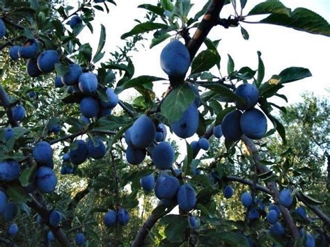 I don't have a plum tree, but i have two apple trees, and prefer to take the organic route; Plum President | Fruit trees, Prunus, Planting flowers