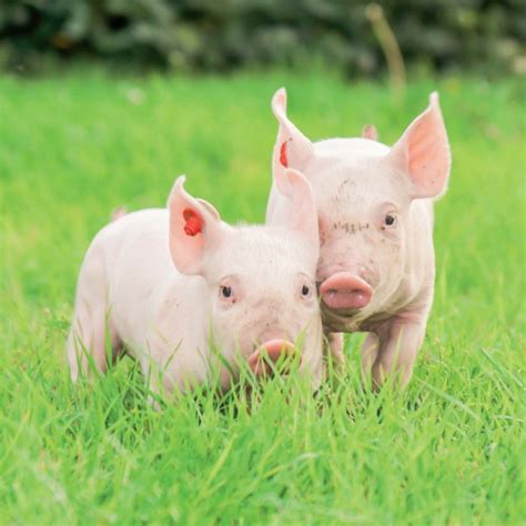 We would like to show you a description here but the site won't allow us. Calendrier 2019 Cochon avec poster offert