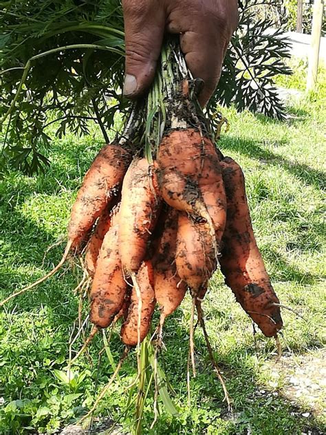 Im bereich mitmachen finden sie weitere informationen. Spätsommer im Garten - Interkultureller Garten Ulm