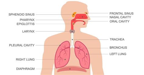 Sistem urinaria atau disebut perkemihan termasuk ke dalam sistem eksresi bagian belakang yang terdiri dari bagian ginjal, ureter, uretra dan kandung kemih. Jelaskan Organ Penyusun sistem Pernapasan Manusia beserta ...