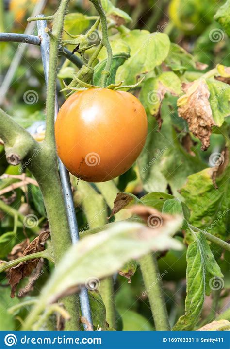 Da sie vor nichts halt machen, auch nicht vor grünen früchten, ist ein ernteausfall vorprogrammiert. Heirloom-Tomate im Garten stockbild. Bild von heirloom ...