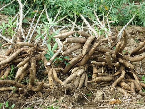 Sorghum bicolor), là một loài thực vật có hoa trong họ hòa thảo.loài này được (l.) moench miêu tả khoa học đầu tiên năm 1794. Bạn nên biết - Những cây lương thực quan trọng nhất trên ...