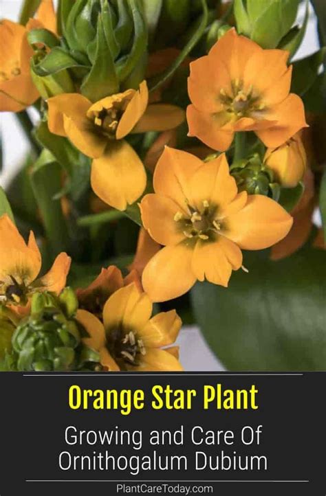 Christmas cacti bloom just in time for the holidays (hence their name), and they're pretty stunning too. Orange Star Plant Care: Learning To Grow Ornithogalum ...