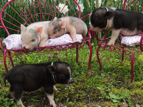 Pet pigs are very intelligent and can train you just like they want you. Page not found - Charming Mini Pigs | Cute animals, Cute ...