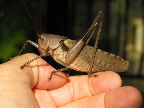 They are drawn to warm, moist environments within structures. Brown Bush Cricket | Brown