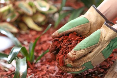 Maybe you would like to learn more about one of these? How Often Should You Replace Mulch for a Healthy Garden? 2021