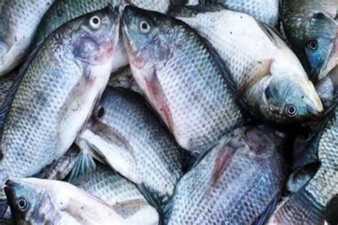 Dari kecil pun kami biasa makan lauk ikan kembung. Ikan | PasarKecapi.com