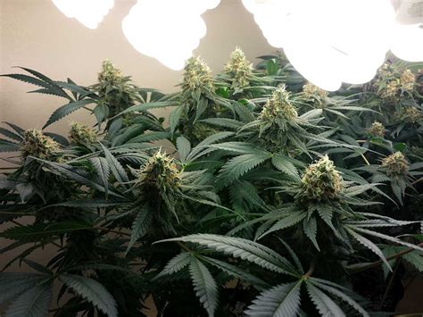 They are highly effective and result into highest yields per portion of grown weed. How to Grow Weed With CFLs | Grow Weed Easy