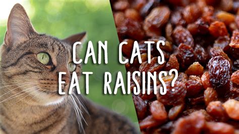 Is energy dense, meaning a cat. can cats have raisins | Pet Consider