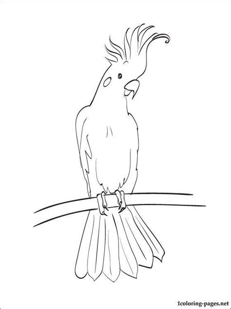 You can find more umbrella coloring page in our search box. Prepossessing Cockatoos Coloring Book Printable For Funny ...