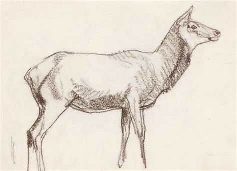 This was one of the bulls we saw last weekend in the snowy mountains. Drawn cow elk - Pencil and in color drawn cow elk Good ideas.
