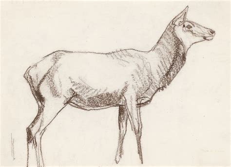 See more ideas about elk silhouette, elk, elk pictures. Drawn cow elk - Pencil and in color drawn cow elk Good ideas.