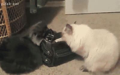 Check spelling or type a new query. Funny cats - part 171 (40 pics + 10 gifs) | Amazing Creatures