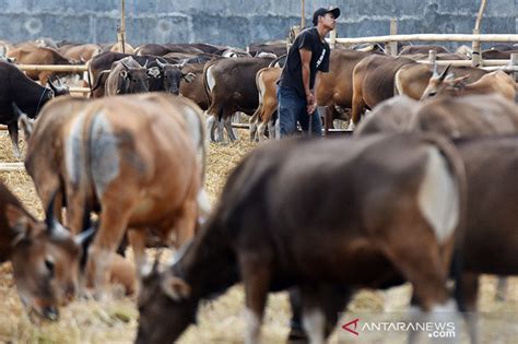 Dari sekian banyaknya sapi potong yang banyak di ternak saat ini, sapi limosin masih tergolong jenis sapi yang masih sangat asing didengar. Sulsel Fokus Pengembangan Sapi Limosin di 5 daerah | Suara ...