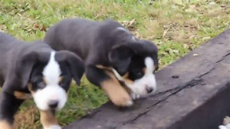 The greater swiss is one of four swiss mountain dogs, along with the bernese, entlebucher, and appenzeller. Greater Swiss Mountain Dog Puppies For Sale - YouTube
