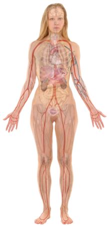 The human body is everything that makes up, well, you. File:Female template with organs.svg - Wikimedia Commons