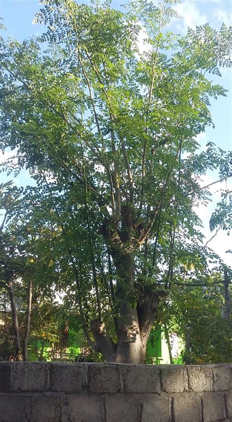 Manfaat daun kelor untuk kanker, asam urat, diabetes, kecantikan, cara mengolahnya manfaat daun kelor , diabetes, asam urat. Gambar Pohon Daun Kelor